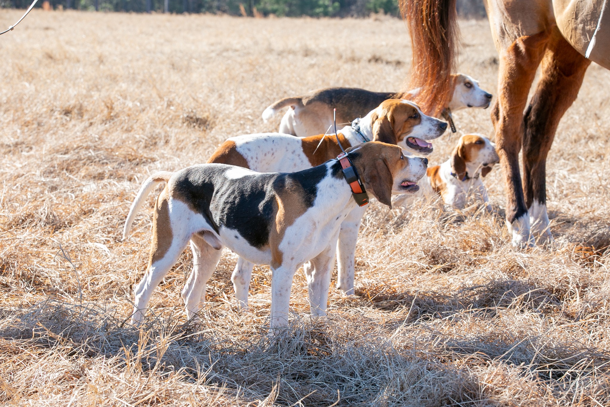 Hounds in the field