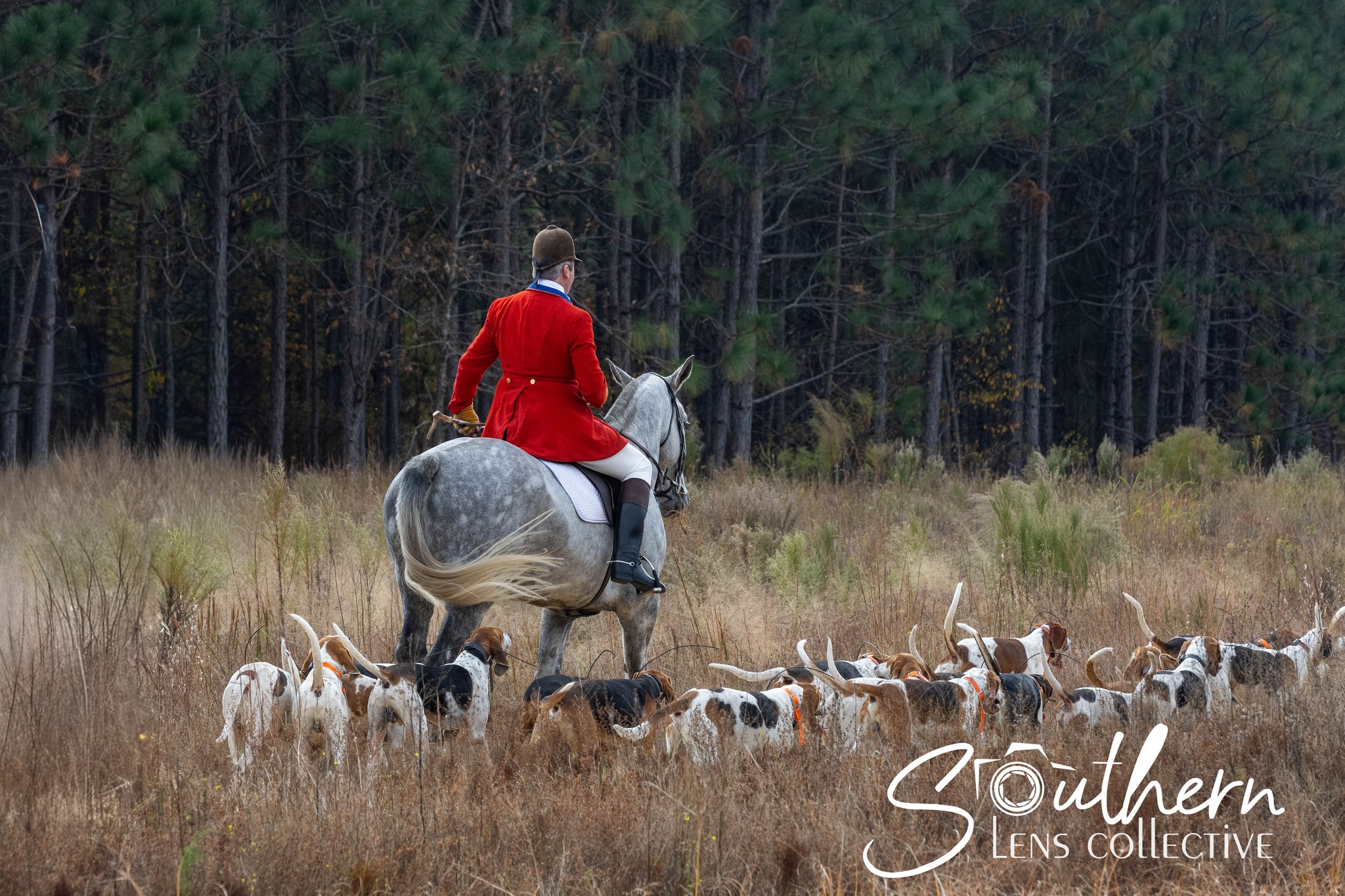 Huntsman with hounds in the field